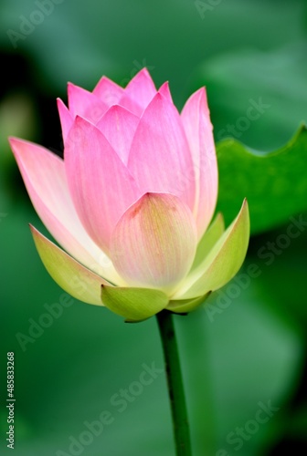 red lotus flower in summer pond