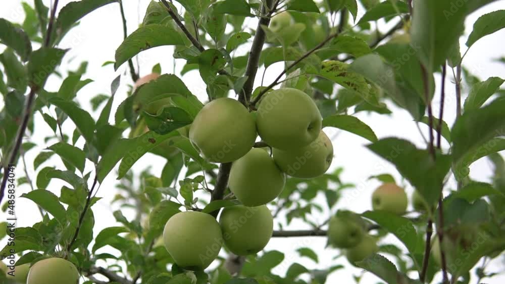 apples in the apple orchard. orchard tree branches.Fruits, apple trees . apples in the apple orchard. orchard tree branches.Fruits, apple trees .