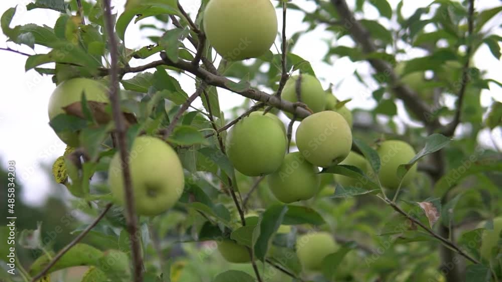 apples in the apple orchard. orchard tree branches.Fruits, apple trees . apples in the apple orchard. orchard tree branches.Fruits, apple trees .