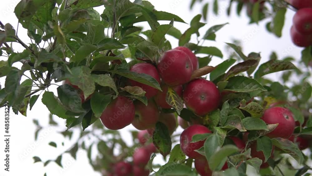 apples in the apple orchard. orchard tree branches.Fruits, apple trees . apples in the apple orchard. orchard tree branches.Fruits, apple trees .