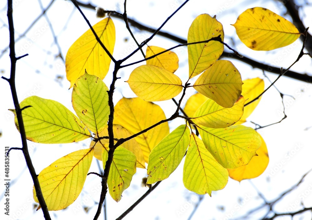 Obraz premium autumn leaves on a white background