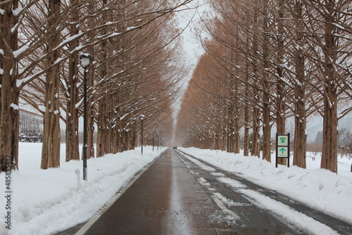 メタセコイヤ並木