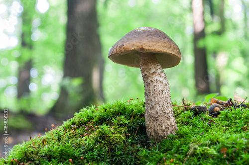 A good edible mushroom leccinum scabrum grows among the moss in the forest