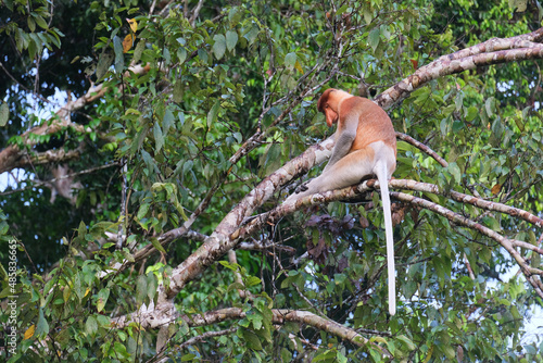 The proboscis monkey (Nasalis larvatus) was surveyed in the East Malaysian state of Sabah to establish its population status and to assess threats to its survival.  photo