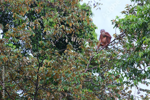 The Kinabatangan River offers the best chances of seeing a wild orangutan of all the locations in Sabah and Sarawak. 