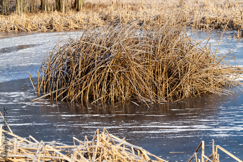 frozen grass on the lake in winter