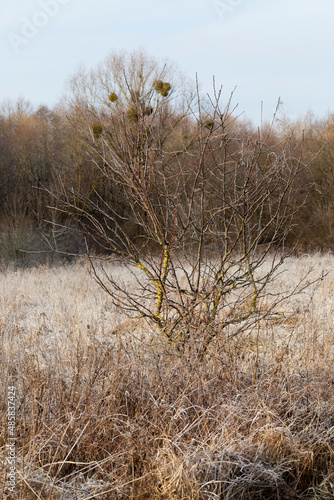 deciduous trees in the winter season without foliage