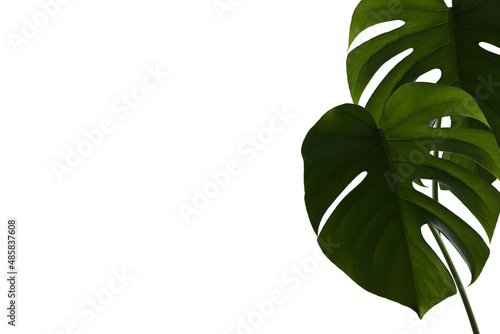 Leaves of evergreen large-leaved monstera deliciosa isolated on white background.