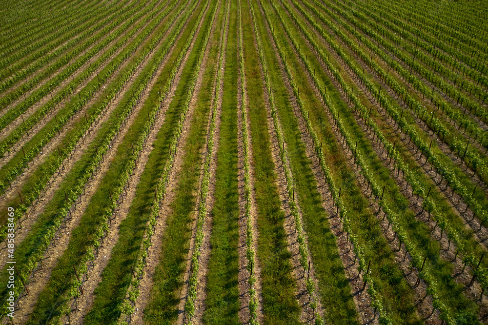 Rows of green vineyards aerial view. Italian vineyards top view. Vineyard plantations in Italy. Smooth rows of vineyards. Vineyards in Italy. Italian vineyard plantation drone view. Rows of green vineyards aerial view. Italian vineyards top view. Vineyard plantations in Italy. Smooth rows of vineyards. Vineyards in Italy. Italian vineyard plantation drone view.