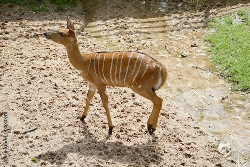 eld deer in wild nature