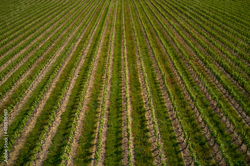 Rows of green vineyards aerial view. Italian vineyards top view. Vineyard plantations in Italy. Smooth rows of vineyards. Vineyards in Italy. Italian vineyard plantation drone view.