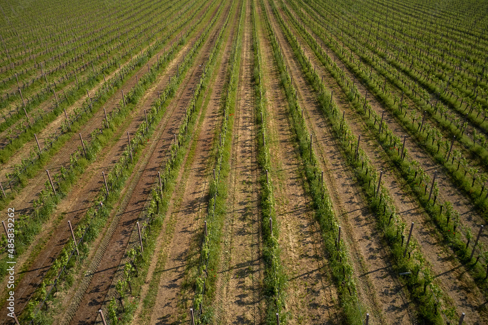 Vineyards in Italy. Italian vineyard plantation drone view. Vineyard plantations in Italy. Rows of green vineyards aerial view. Italian vineyards top view. Smooth rows of vineyards.