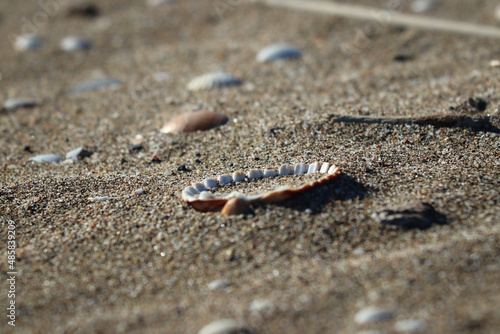 Conchas marinas en la arena de la paya