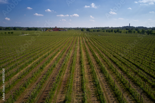 Smooth rows of vineyards. Vineyards in Italy. Italian vineyard plantation drone view. Vineyard plantations in Italy. Rows of green vineyards aerial view. Italian vineyards top view.