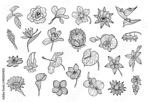 Collection of black and white exotic flowers in a linear style.