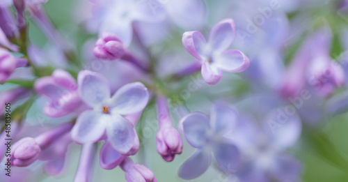 Fototapeta Naklejka Na Ścianę i Meble -  Abstract flower background. Blooming lilac flowers with selective soft focus.