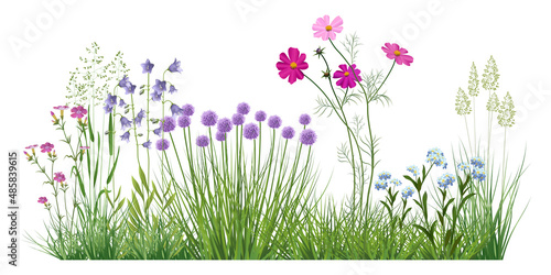 Detailed illustration with realistic wildflowers and medicinal herbs. Herbal plants.