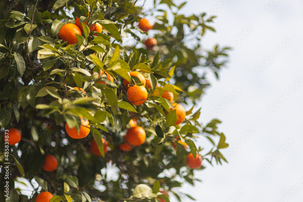 Orange tree with heavy fruits in Turkey