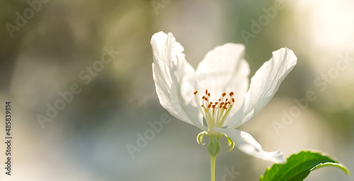 One white flower of blooming apple tree in spring time on a sunny day on blurred background.