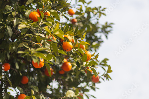 Orange tree with heavy fruits in Turkey