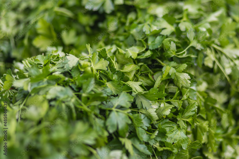 Close up of green plant for background, green parsley texture or background, soft selective focus. Green leaves form a natural shape. Close up of green plant for background, green parsley texture or background, soft selective focus. Green leaves form a natural shape.