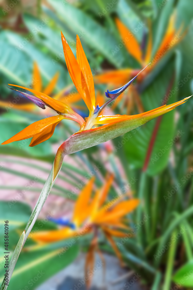Oiseau de paradis Oiseau de paradis