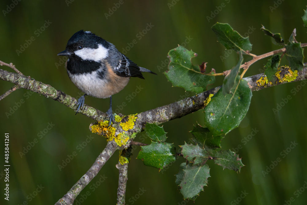 Fototapeta premium Carbonero garrapinos (Periparus ater)
