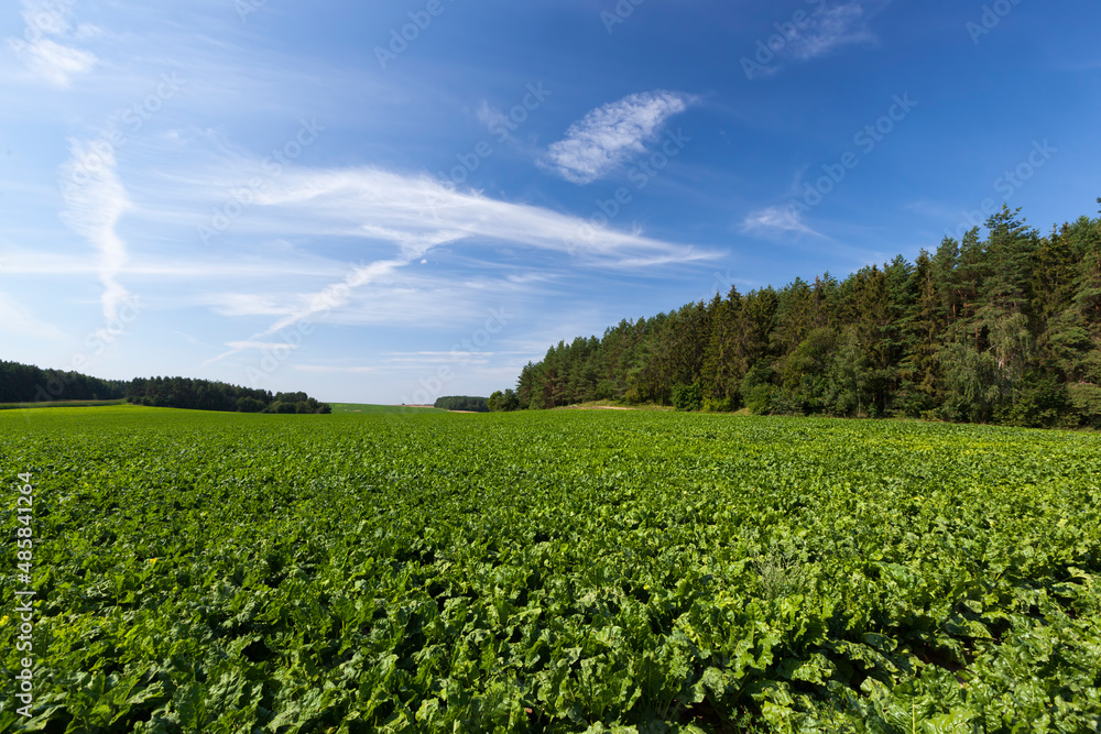 agricultural field with green beet tops