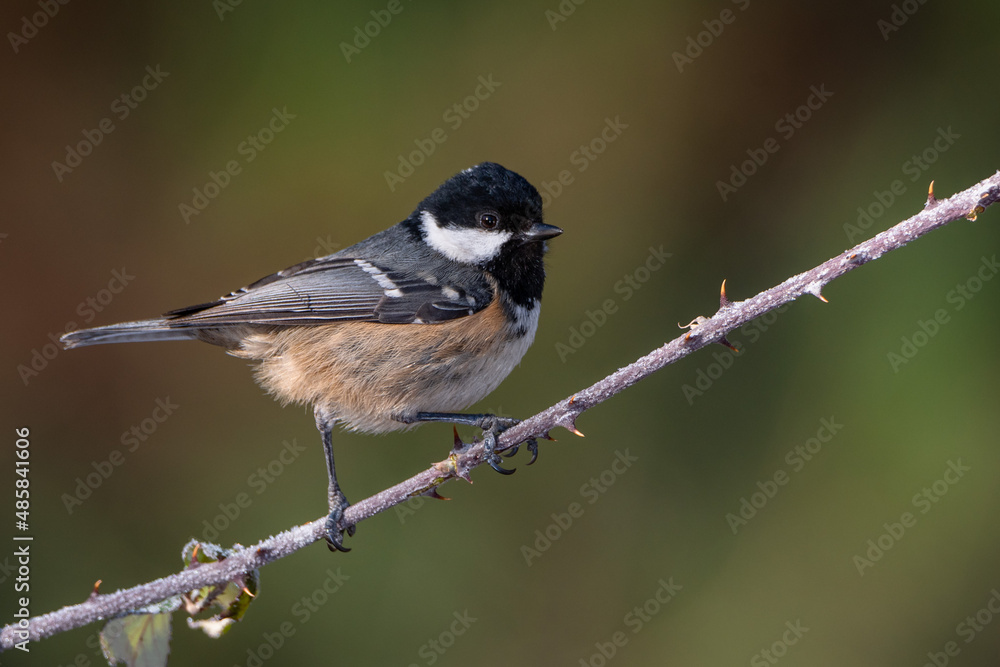 Fototapeta premium Carbonero garrapinos (Periparus ater)
