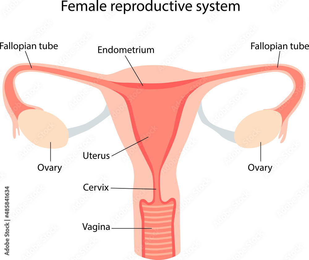 Female Anatomy, Reproductive Organs, Uterus, Ovaries, Fallopian Tubes