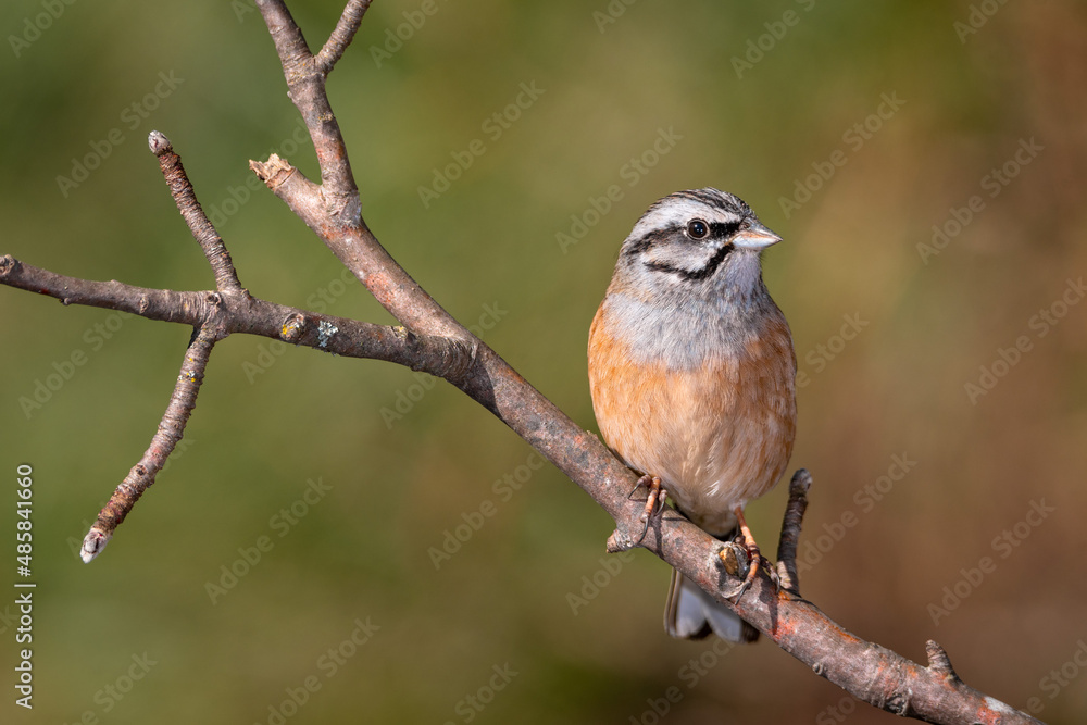 Escribano montesino posado sobre rama (Emberiza cia) Escribano montesino posado sobre rama (Emberiza cia)