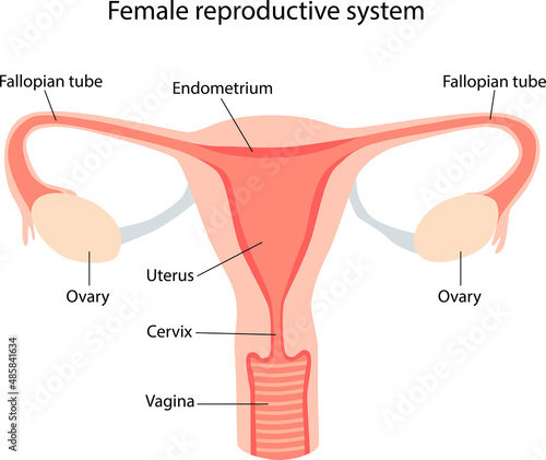 schematic illustration of the female reproductive system