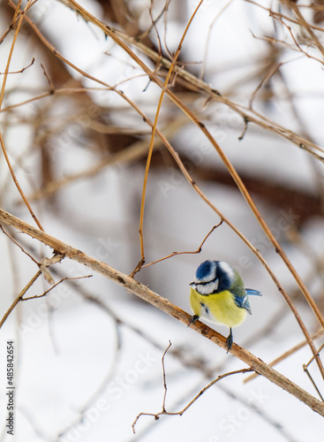 Tit in the bushes of trees.