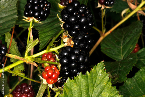 Brombeere, Rubus, Honigbiene, Schmalkalden, Thüringen, Deutschland, Europa  --
Blackberry, Rubus, Honey Bee, Schmalkalden, Thuringia, Germany, Europe