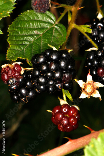 Brombeere, Rubus, Honigbiene, Schmalkalden, Thüringen, Deutschland, Europa -- Blackberry, Rubus, Honey Bee, Schmalkalden, Thuringia, Germany, Europe