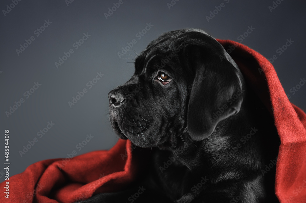 A very cute black puppy is lying under a rug. Puppy of breed Cane Corso. Portrait of a dog on a gray background in the studio. The dog lies wrapped in a red blanket