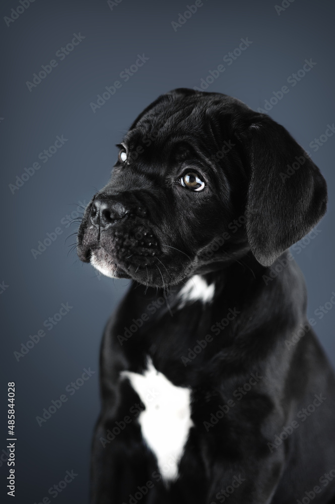 Portrait of a black puppy isolated on a gray background Portrait of a black puppy isolated on a gray background
