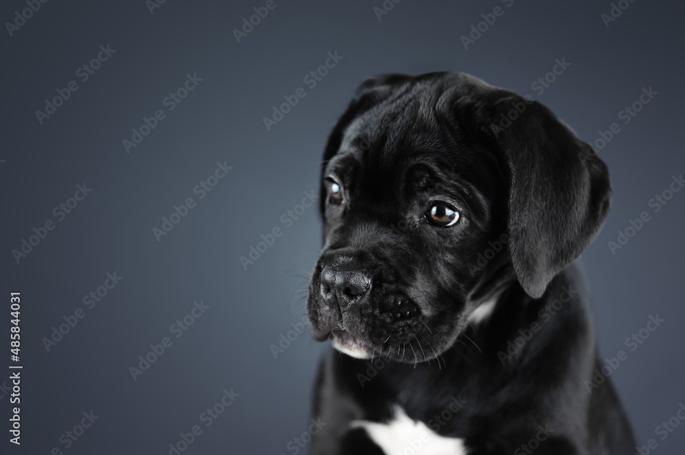 Portrait of a black puppy isolated on a gray background Portrait of a black puppy isolated on a gray background