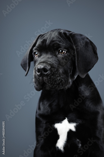 Portrait of a black puppy isolated on a gray background