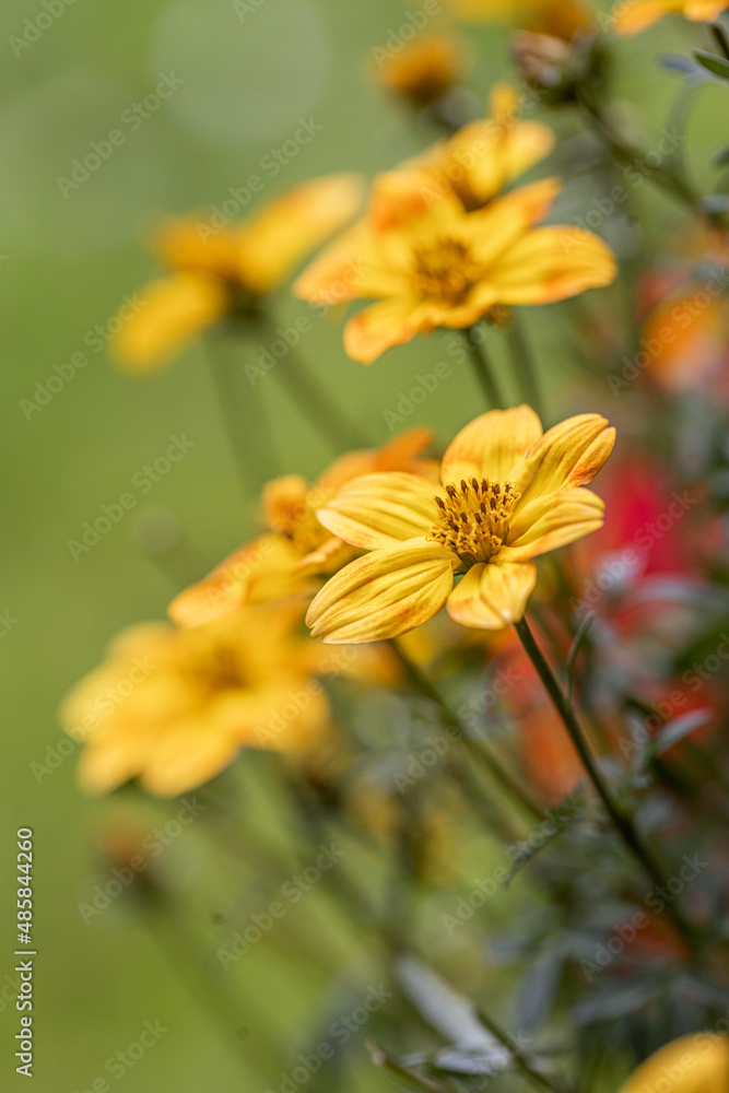 Obraz premium Selective focus of Chocolate Flower in the garden, chocolate yeloow, Rudbeckia is a plant genus in the Asteraceae or composite family, Nature floral background. Chocolate Flower; Berlandiera lyrata
