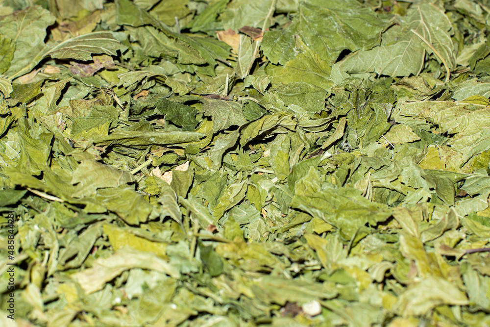 Dry green tea leaves as background, selective focus Dry green tea leaves as background, selective focus