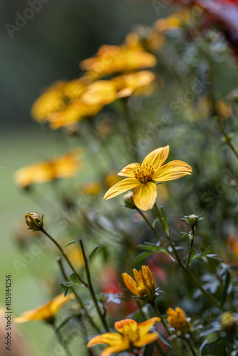 Selective focus of Chocolate Flower in the garden,  chocolate yeloow, Rudbeckia is a plant genus in the Asteraceae or composite family, Nature floral background. Chocolate Flower; Berlandiera lyrata photo