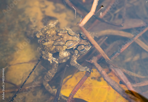 Two toads mating in the water.
