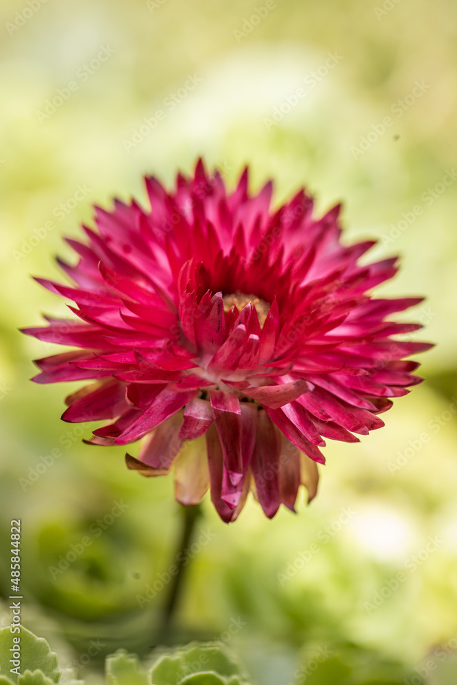Fototapeta premium Single one Close up Flowers of Xerochrysum bracteatum, golden everlasting or strawflower, isolated on green background, Macro photo detail flower. 