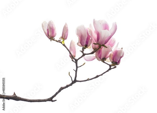 pink flower of magnolia spring branch isolated on white background © xiaoliangge