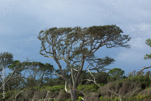 Windblown tree by the ocean