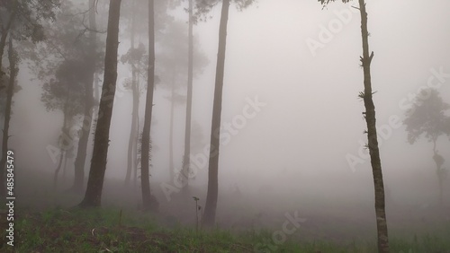 forest with fog. abstract fog in forest. dreammy forest for background. blur forest with fog photo