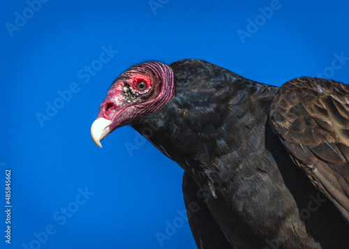 Turkey Vulture and blue sky along the Shadow Creek Ranch Nature Trail in Pearland, Texas!