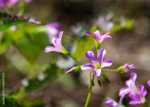 Largeflower Pink-Sorrel in 1776 Park in Friendswood, Texas! photo