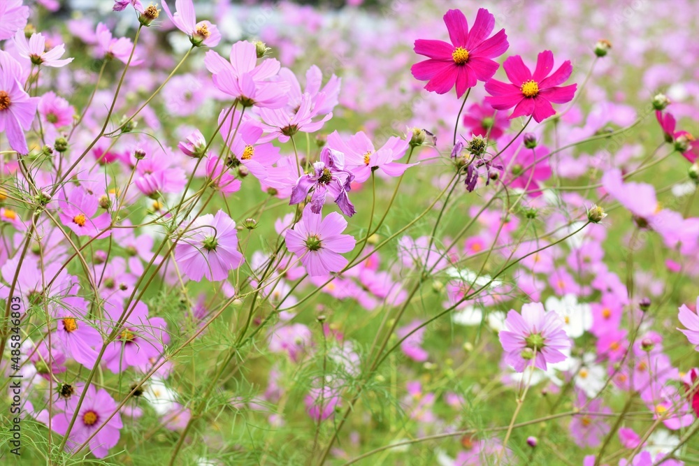 Naklejka premium コスモス畑
